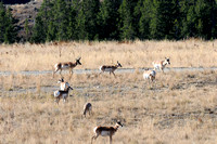 Big Horn and Yellowstone National Parks